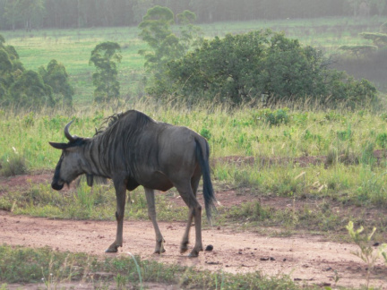 swaziland07