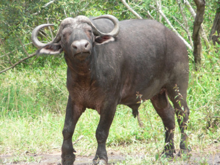 swaziland15