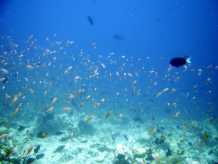 maldives15