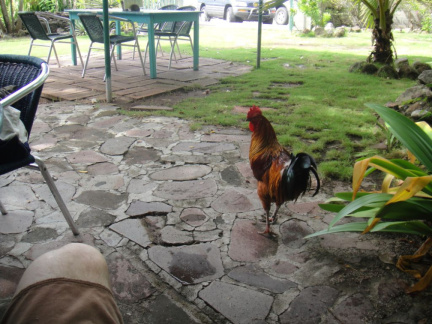 stkitts nevis07