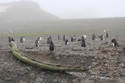 shetland04