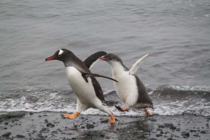 shetland09