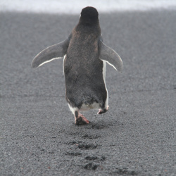 2013-02-10 South Shetland Islands