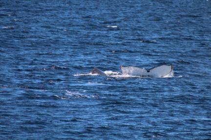 antarctica09