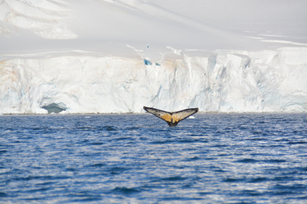 antarctica14