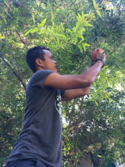 timor9