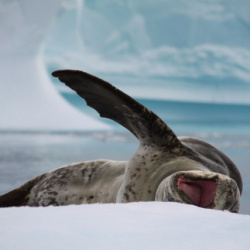antarctica